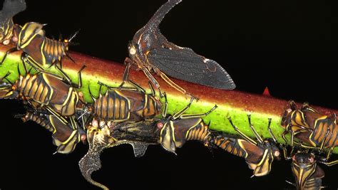 Can Bugs Hear You? How Insects Detect Sound Through Legs, Wings, and ...