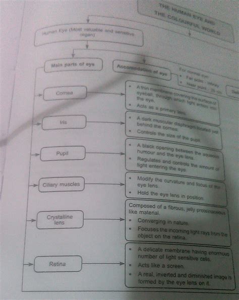 Write different parts of human eye and write their function? - Brainly.in