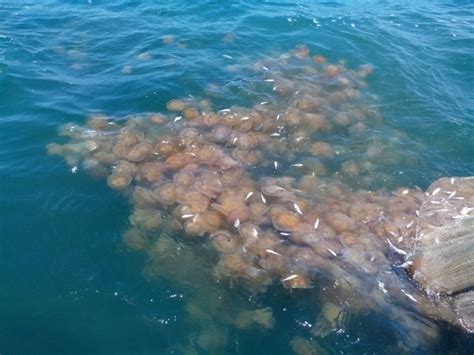 China to "gradually resume" importing Japanese seafood