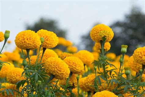 Marigold Flower/Genda Phool Seeds (77 per packet) : Amazon.in: Garden ...