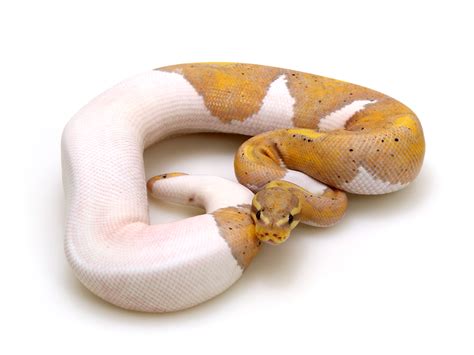 Image result for Pumpkin Pie Ball Python