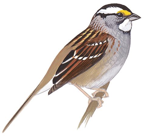 White throated Sparrow | John James Audubon's Birds of America