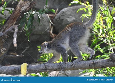 Lemur Lemures or Ghost Spirit 14 Stock Photo - Image of apes, evolved ...