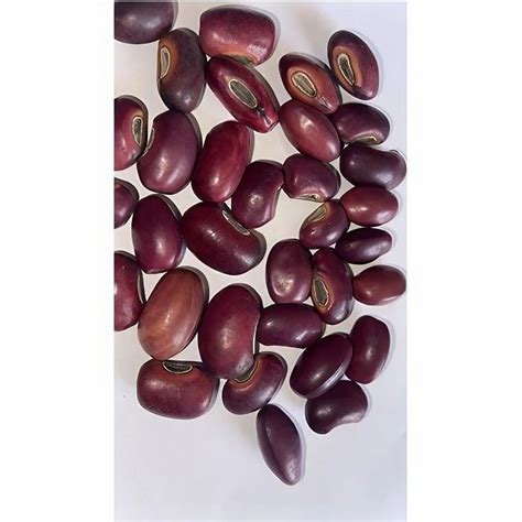 Forestry Seeds - Parkia Biglobosa Seed Manufacturer from Chikkaballapur