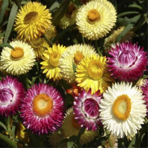 Buy Hellichrysum Songs Mix flower Seeds in India