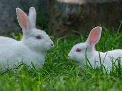 Image result for Female Rabbit