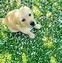Image result for Spring Dog Picturere