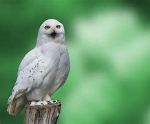 Image result for Snowy Owl 4K Wallpaper