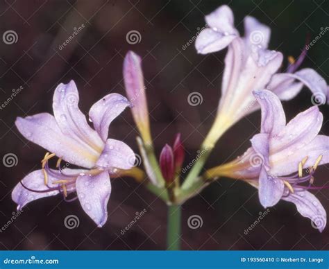 Spider Lily with Purple Flowers Stock Photo - Image of lily, spider ...