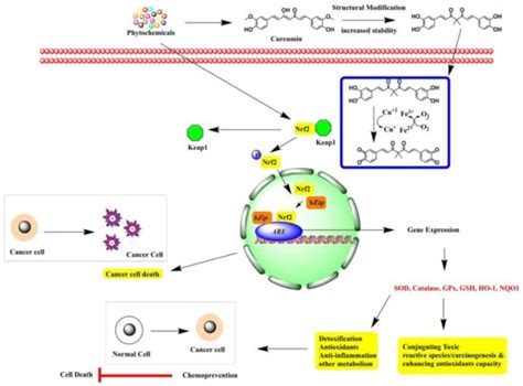 Bioactive Compounds in Oxidative Stress-Mediated Diseases: Targeting ...