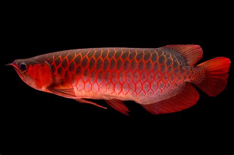 Types Of Asian Arowana Fish