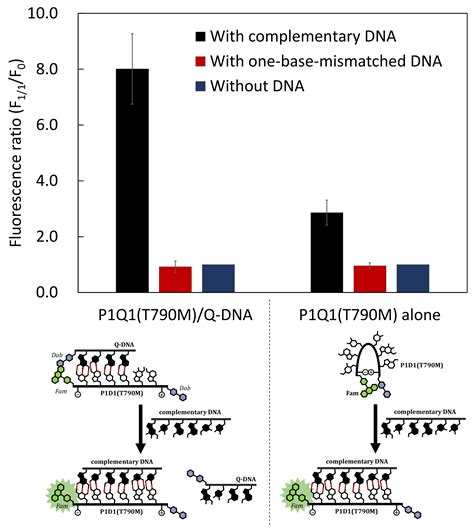 Adjusting the Structure of a Peptide Nucleic Acid (PNA) Molecular ...