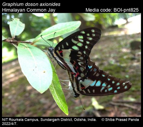 Graphium doson axionides | Butterfly