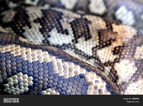 Image result for Python Skin