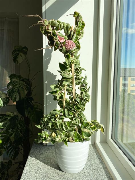 Rezultat imagine pentru Popped Open Button