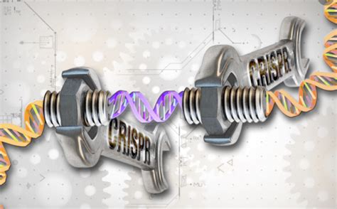 CRISPR screen could help identify treatments for COVID - Modern Healthcare