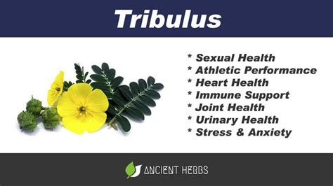 Image result for Tribulus