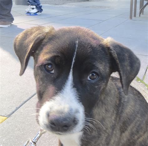Saint Bernard Pitbull Mix Puppies