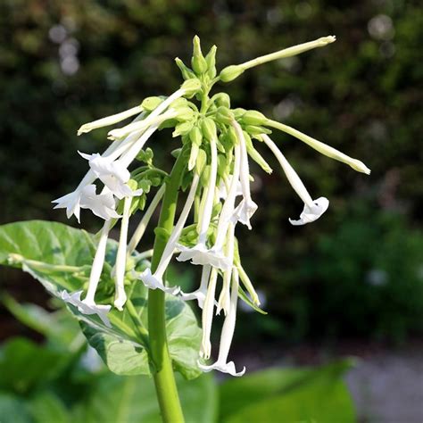 Buy tobacco plant Nicotiana sylvestris: Delivery by Waitrose Garden