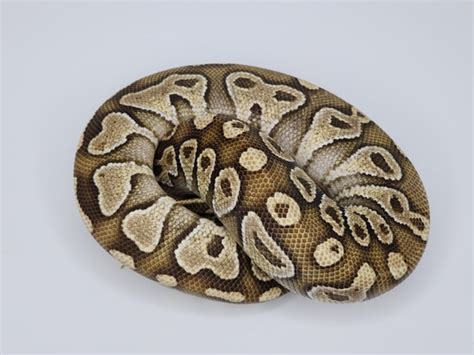 Paint Ball Python 的图像结果