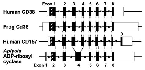 CD38–Cyclic ADP-Ribose Signal System | Encyclopedia MDPI