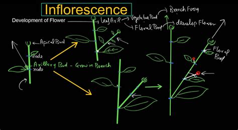Inflorescence in Flowers - Definition and Types