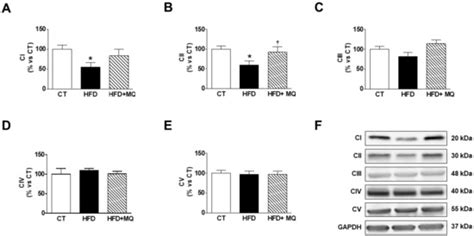 The Crosstalk between Cardiac Lipotoxicity and Mitochondrial Oxidative ...