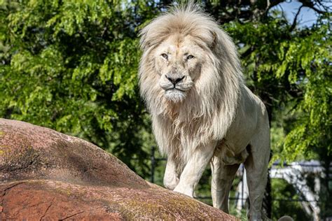 World Lion Day ?, The Toronto Zoo, Scarborough, 10 August 2025 | AllEvents
