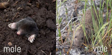 Moles or Voles in your Garden? - Plantskydd