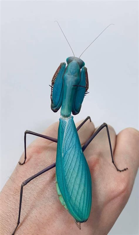 Giant Praying Mantis Species - USMANTIS