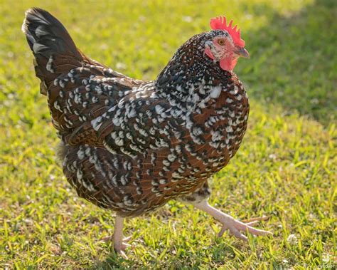 Speckled Sussex Chickens: The Complete Guide