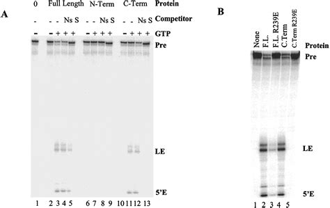Intron 的图像结果