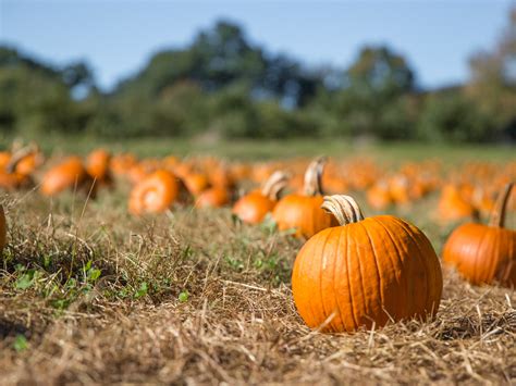 Best pumpkin patches across the US