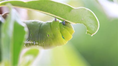 Lime Green Hairy Caterpillar