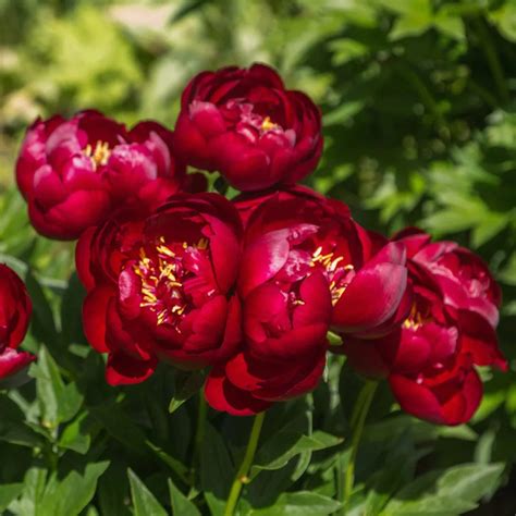 Peony - Buckeye Belle – SheyWest