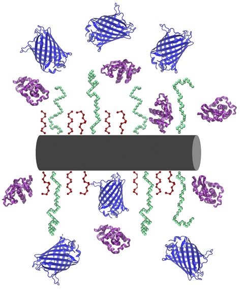 Proteins Adsorbing onto Surface-Modified Nanoparticles: Effect of ...