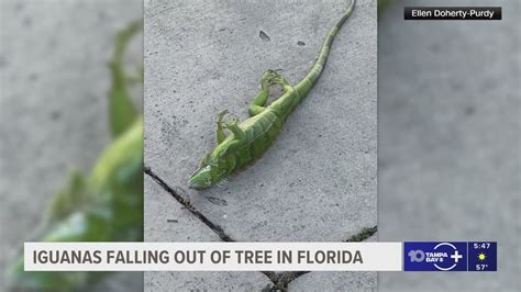 Watch out for falling iguanas! What to know when you see the reptiles ...