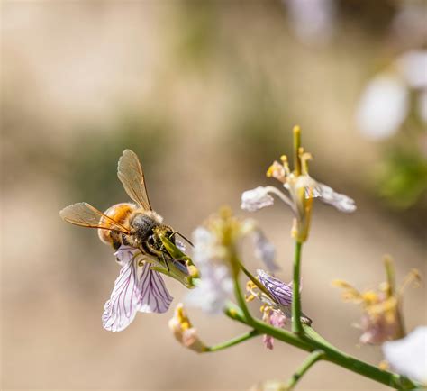 Honey Bees On Flowers