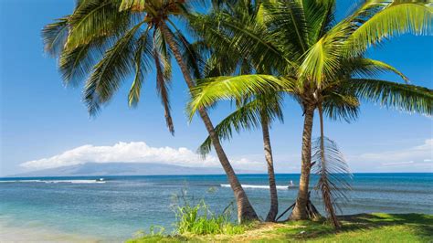 海棕榈树热带阳光海岸美国夏威夷风景4k壁纸_图片编号100318-壁纸网