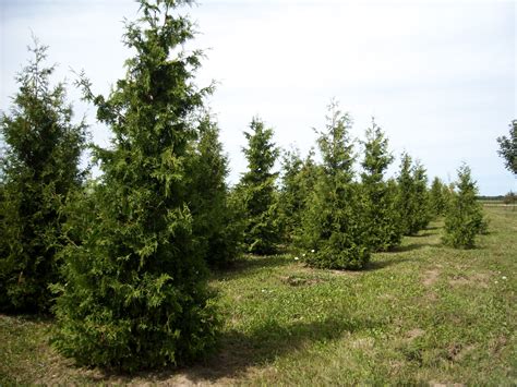 Eastern White Cedar - Clearview Nursery Eastern White Cedar
