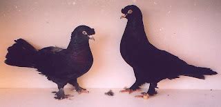 Kuş Resimleri (3. Katalog) - Sayfa 9