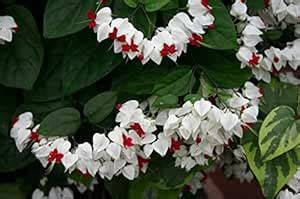 Plant Nursery Online All Season Gardens Rare Flower Asian Bleeding ...