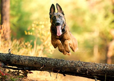 Jumping Belgian Malenois 70+ Belgian Malinois Dog Running And Jumping