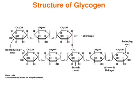 PPT - Understanding Glycogen Metabolism & Gluconeogenesis: Energy Storage in Animals PowerPoint ...