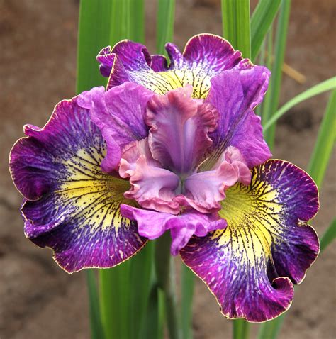 Siberian Iris Planting & Growing Guide - Easy to Grow – Easy To Grow Bulbs