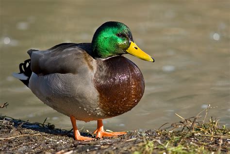 Why Do Ducks Have Orange Feet? - 24 Hours Culture