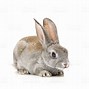 Image result for Rabbit Cute White Background