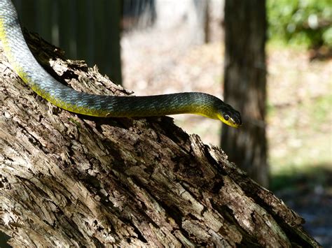 Green Black Snake With Markings