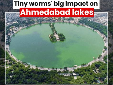 Tiny worms make big impact on Ahmedabad’s polluted lakes: GU research ...