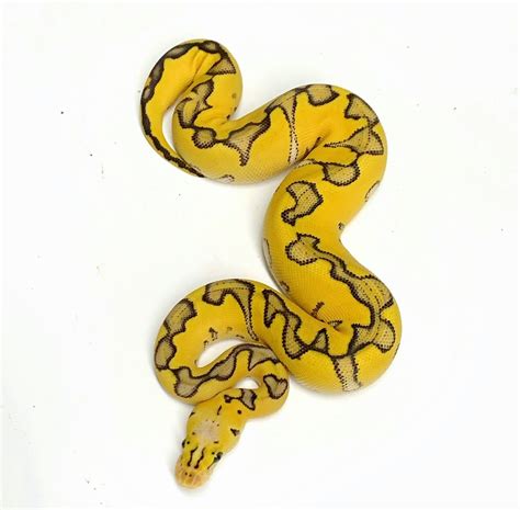 Image result for Ivory Enchi Ball Python